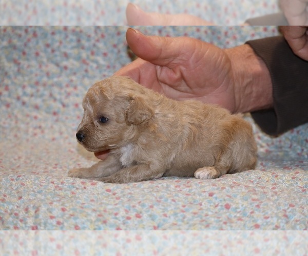 Medium Photo #5 Poodle (Toy) Puppy For Sale in DYERSBURG, TN, USA