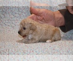 Small #4 Poodle (Toy)