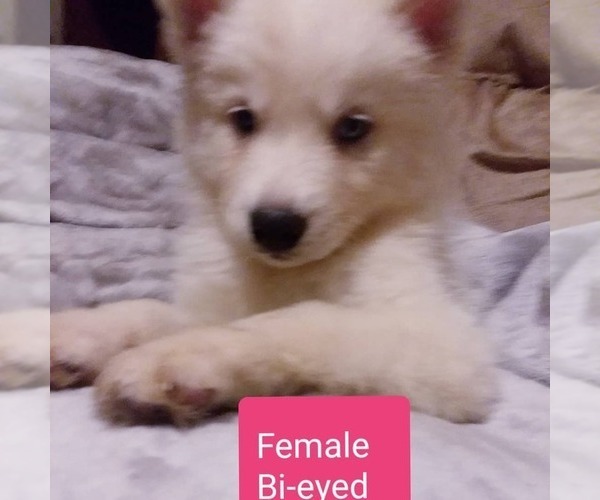 Medium Photo #2 Siberian Husky Puppy For Sale in RINGGOLD, GA, USA