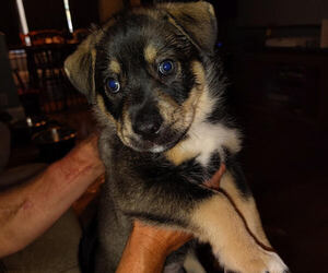 Medium American Pit Bull Terrier-Siberian Husky Mix