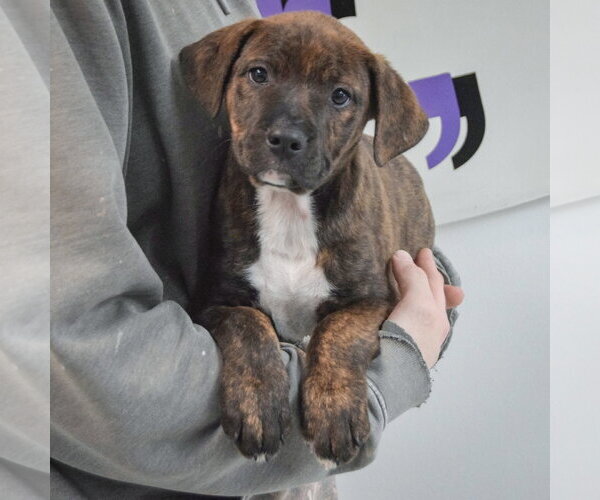 Medium Photo #3 Boxador Puppy For Sale in Huntley, IL, USA