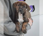 Small #2 Boxador