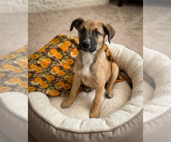 Medium Photo #2 Mutt Puppy For Sale in Genesee, WI, USA