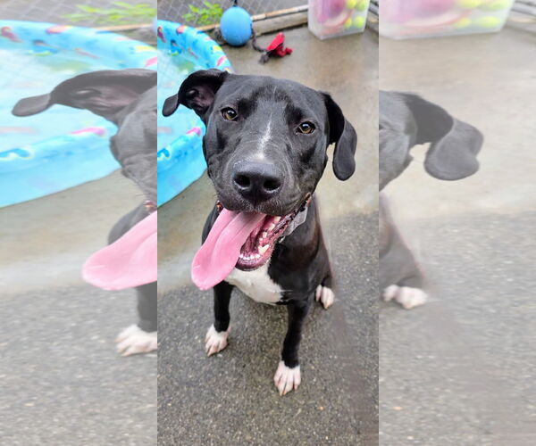 Medium Photo #8 Great Dane-Labrador Retriever Mix Puppy For Sale in Rockaway, NJ, USA