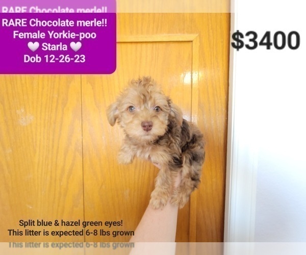 Medium Photo #2 YorkiePoo Puppy For Sale in TUCSON, AZ, USA