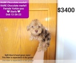 Small Photo #2 YorkiePoo Puppy For Sale in TUCSON, AZ, USA
