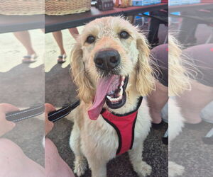 Golden Retriever Dogs for adoption in Poplar Bluff, MO, USA
