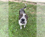 Small Photo #4 American Staffordshire Terrier Puppy For Sale in Pierceton , IN, USA