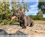 Small #3 French Bulldog
