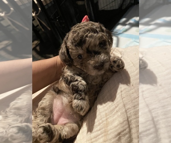 Medium Photo #37 Poodle (Toy) Puppy For Sale in MURRIETA, CA, USA