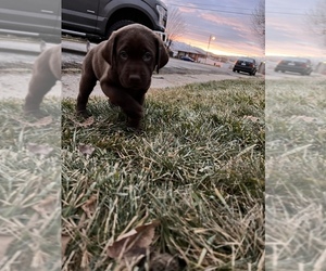 Labrador Retriever Puppy for sale in CEDAR HILLS, UT, USA