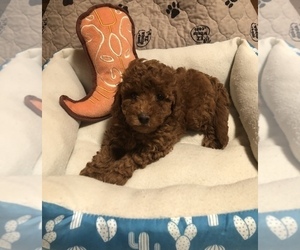 Goldendoodle-Poodle (Miniature) Mix Puppy for sale in HEATH SPRINGS, SC, USA