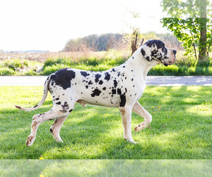 Father of the Great Dane puppies born on 04/28/2025
