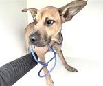 A663005 - Female Black Mouth Cur-Unknown Mix Dog for Adoption - Small photo