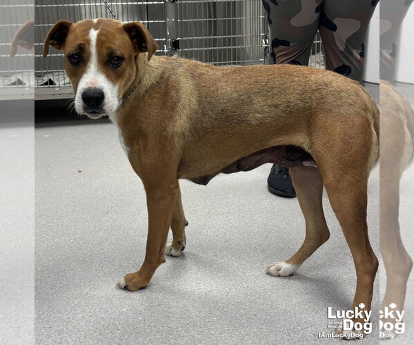 Medium Photo #2 Mutt Puppy For Sale in Washington, DC, USA