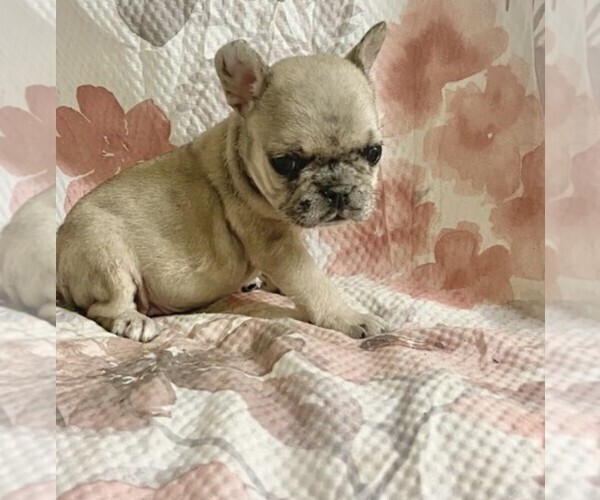 Medium Photo #2 French Bulldog Puppy For Sale in MIAMI, FL, USA