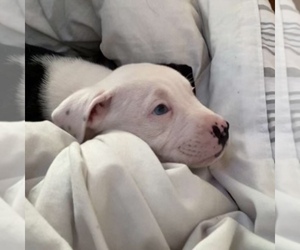 Bullboxer Pit Puppy for sale in HIGHTSTOWN, NJ, USA