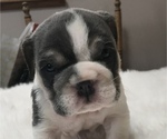 Puppy Puppy 7 Max English Bulldog