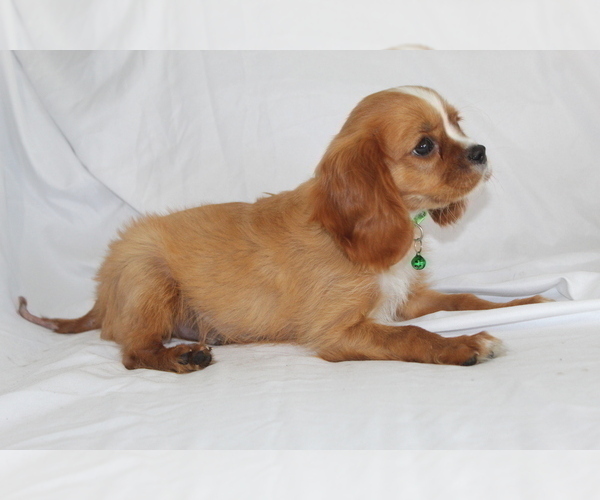 Medium Photo #4 Cavalier King Charles Spaniel Puppy For Sale in BROOKSVILLE, FL, USA