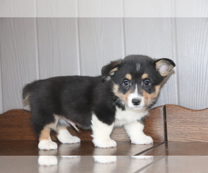 Pembroke Welsh Corgi Puppy for sale in SHILOH, OH, USA