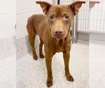Small #2 Labrador Retriever-Staffordshire Bull Terrier Mix