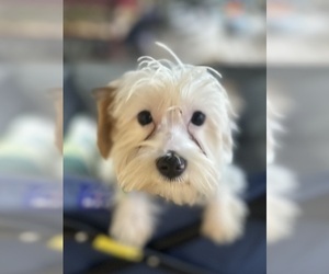 Yorkshire Terrier Puppy for sale in TOCCOA, GA, USA