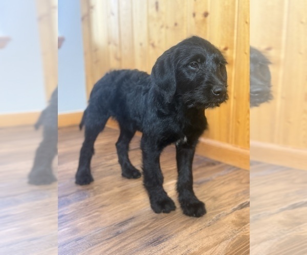 Medium Photo #8 Goldador Doodle Puppy For Sale in ESTES PARK, CO, USA