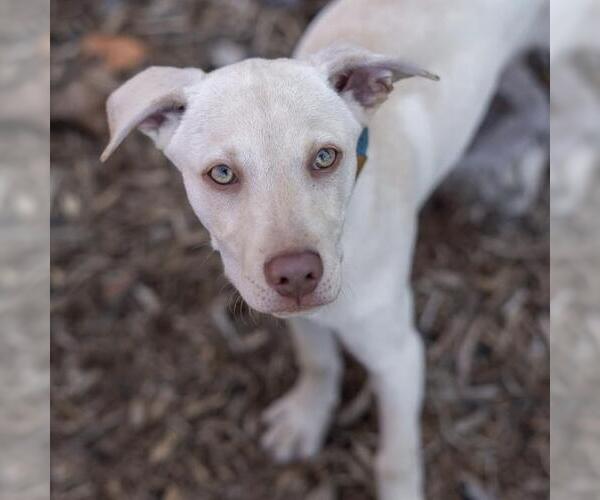 Medium Photo #23 Labrador Retriever-Unknown Mix Puppy For Sale in San Diego, CA, USA