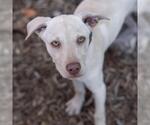 Small Photo #23 Labrador Retriever-Unknown Mix Puppy For Sale in San Diego, CA, USA