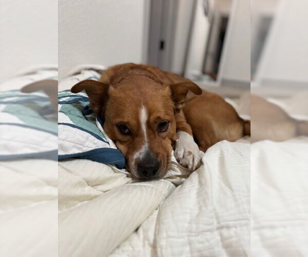 Medium Photo #4 Mutt Puppy For Sale in Aurora, CO, USA