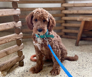 Goldendoodle Puppy for sale in PENNS CREEK, PA, USA