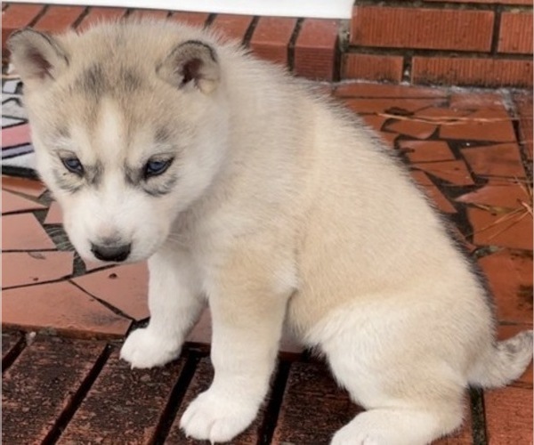 Medium Photo #2 Siberian Husky Puppy For Sale in ELIZABETHTOWN, NC, USA