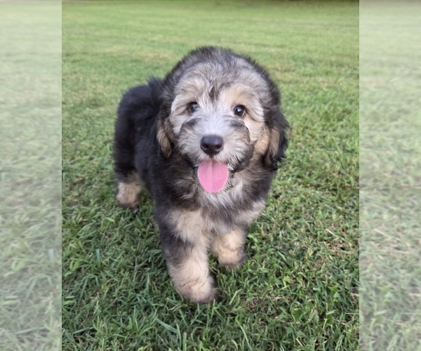 Medium Photo #5 Aussiedoodle Puppy For Sale in WILLS POINT, TX, USA