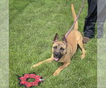 Small #5 German Shepherd Dog Mix