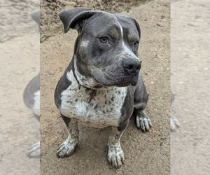 Shelly - Female American Pit Bull Terrier-Unknown Mix Dog for Adoption - Photo #3
