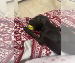 Small #6 American Staffordshire Terrier Mix