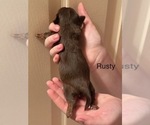 Small Photo #5 Shorkie Tzu Puppy For Sale in SCOTTSDALE, AZ, USA