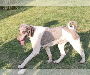 Father of the Bernedoodle puppies born on 05/22/2025