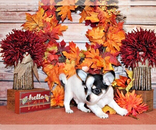 Medium Photo #34 Chihuahua Puppy For Sale in CHARLESTON, AR, USA