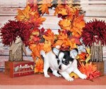 Puppy Edison Chihuahua