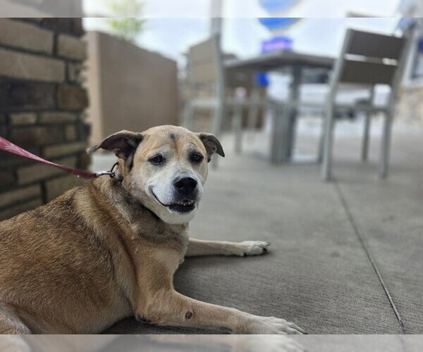 Medium Photo #3 Labrador Retriever Puppy For Sale in Ocala, FL, USA