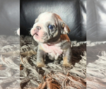 Small #24 Bulldog
