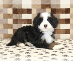 Small #1 Bernedoodle (Miniature)