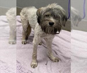 Poodle (Standard)-Unknown Mix Dogs for adoption in Las Vegas, NV, USA