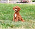 Small #3 Cavapoo (Miniature)