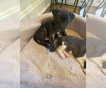 Small #2 American Staffordshire Terrier-Labrador Retriever Mix