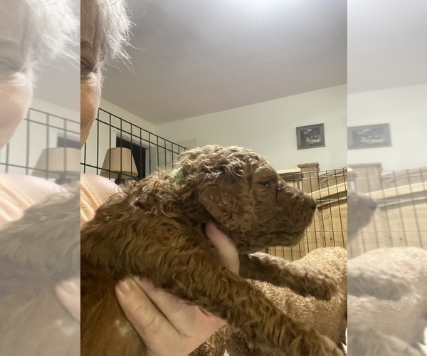 Medium Photo #12 Poodle (Standard) Puppy For Sale in BARTLETT, TX, USA