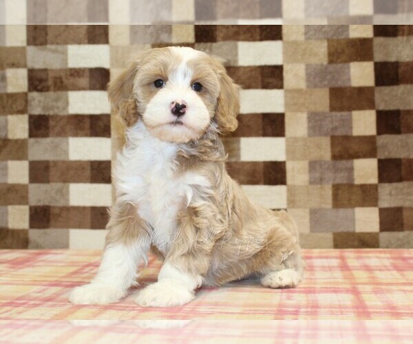 Medium Photo #4 Bernedoodle (Miniature)-Cavapoo (Miniature) Mix Puppy For Sale in DENVER, PA, USA