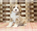 Jack - Male Bernedoodle (Miniature)-Cavapoo (Miniature) Mix Puppy for Sale - Photo #4