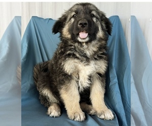 King Shepherd Puppy for sale in PEACH SPRINGS, AZ, USA